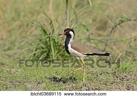 Stock Photography - "Red-wattled Lapwing (Vanellus indicus), Keoladeo National Park, Bharatpur, Rajasthan, India, Asia". Fotosearch