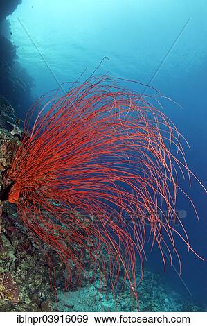 "Red Whip Coral (Ellisella ceratophyta), Great Barrier Reef, UNESCO World Natural Heritage Site, Pacific Ocean, Queensland, Australia, Oceania" View Large Photo Image Stock Photo - "Red Whip Coral (Ellisella ceratophyta), Great Barrier Reef, UNESCO World Natural Heritage Site, Pacific Ocean, Queensland, Australia, Oceania". Fotosearch