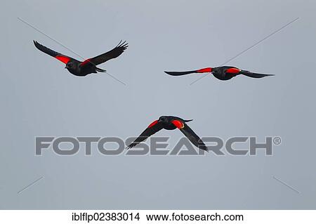 "Red-winged Blackbird (Agelaius phoeniceus), three adult males, in flight, digital composition, South Padre Island, Texas, United States, North America" View Large Photo Image Picture - "Red-winged Blackbird (Agelaius phoeniceus), three adult males, in flight, digital composition, South Padre Island, Texas, United States, North America". Fotosearch