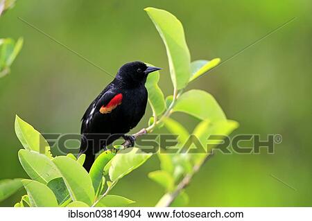 "Red-winged Blackbird (Agelaius phoeniceus), adult, male, on perch, Wakodahatchee Wetlands, Delray Beach, Florida, United States, North America" View Large Photo Image Picture - "Red-winged Blackbird (Agelaius phoeniceus), adult, male, on perch, Wakodahatchee Wetlands, Delray Beach, Florida, United States, North America". Fotosearch