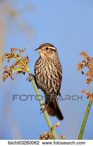 "Red-winged Blackbird (Agelaius phoeniceus), female, Florida, United States, North America" View Large Photo Image Stock Image - "Red-winged Blackbird (Agelaius phoeniceus), female, Florida, United States, North America". Fotosearch