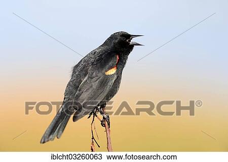 "Red-winged Blackbird (Agelaius phoeniceus), male singing, Florida, United States, North America" View Large Photo Image Stock Image - "Red-winged Blackbird (Agelaius phoeniceus), male singing, Florida, United States, North America". Fotosearch