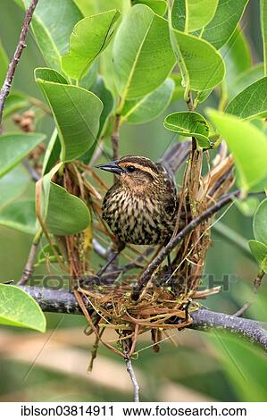 "Red-winged Blackbird (Agelaius phoeniceus), adult, female, nest, Wakodahatchee Wetlands, Delray Beach, Florida, United States, North America" View Large Photo Image Stock Image - "Red-winged Blackbird (Agelaius phoeniceus), adult, female, nest, Wakodahatchee Wetlands, Delray Beach, Florida, United States, North America". Fotosearch
