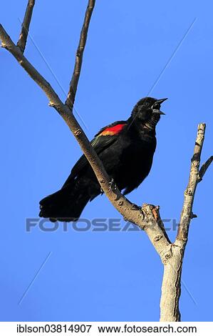 Stock Photo - "Red-winged Blackbird (Agelaius phoeniceus), adult, male, singing, on perch, Wakodahatchee Wetlands, Delray Beach, Florida, United States, North America". Fotosearch