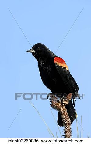 "Red-winged Blackbird (Agelaius phoeniceus), male, Florida, United States, North America" View Large Photo Image Stock Photograph - "Red-winged Blackbird (Agelaius phoeniceus), male, Florida, United States, North America". Fotosearch