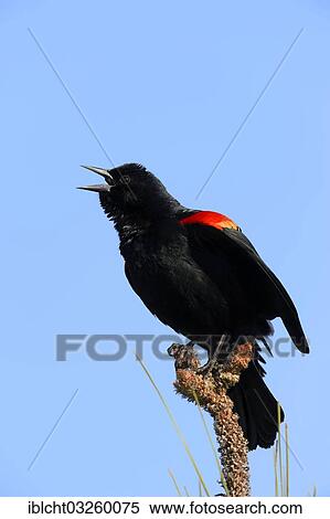 Stock Photography - "Red-winged Blackbird (Agelaius phoeniceus), male, courtship display, Florida, United States, North America". Fotosearch