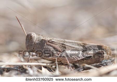"Red-winged Grasshopper (Oedipoda germanica), Izmir Province, Aegean Region, Turkey, Asia" View Large Photo Image Stock Photography - "Red-winged Grasshopper (Oedipoda germanica), Izmir Province, Aegean Region, Turkey, Asia". Fotosearch