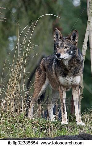 "Red Wolf (Canis rufus), adult, standing, captive" View Large Photo Image Picture - "Red Wolf (Canis rufus), adult, standing, captive". Fotosearch