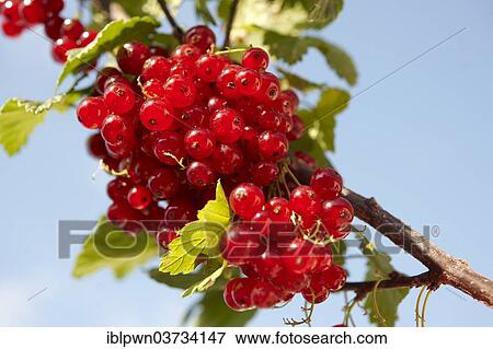 Redcurrants growing on a Redcurrant shrub (Ribes rubrum) View Large Photo Image Stock Photo - Redcurrants growing on a Redcurrant shrub (Ribes rubrum). Fotosearch