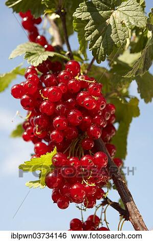 Redcurrants growing on a Redcurrant shrub (Ribes rubrum) View Large Photo Image Stock Photograph - Redcurrants growing on a Redcurrant shrub (Ribes rubrum). Fotosearch