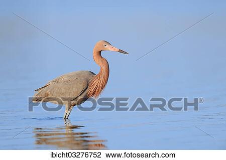 "Reddish Egret (Dichromanassa rufescens, Egretta rufescens), Florida, United States, North America" View Large Photo Image Stock Image - "Reddish Egret (Dichromanassa rufescens, Egretta rufescens), Florida, United States, North America". Fotosearch