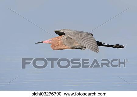 "Reddish Egret (Dichromanassa rufescens, Egretta rufescens), in flight, Florida, United States, North America" View Large Photo Image Stock Image - "Reddish Egret (Dichromanassa rufescens, Egretta rufescens), in flight, Florida, United States, North America". Fotosearch