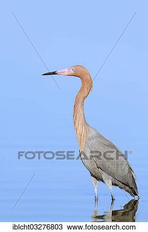 "Reddish Egret (Dichromanassa rufescens, Egretta rufescens), Florida, United States, North America" View Large Photo Image Stock Image - "Reddish Egret (Dichromanassa rufescens, Egretta rufescens), Florida, United States, North America". Fotosearch