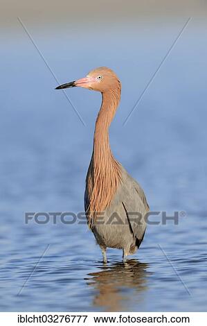 "Reddish Egret (Dichromanassa rufescens, Egretta rufescens), Florida, United States, North America" View Large Photo Image Stock Photo - "Reddish Egret (Dichromanassa rufescens, Egretta rufescens), Florida, United States, North America". Fotosearch