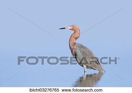 "Reddish Egret (Dichromanassa rufescens, Egretta rufescens), Florida, United States, North America" View Large Photo Image Stock Photography - "Reddish Egret (Dichromanassa rufescens, Egretta rufescens), Florida, United States, North America". Fotosearch