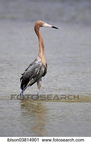 "Reddish Egret (Egretta rufescens), foraging in water, Sanibel Iceland, Florida, USA" View Large Photo Image Stock Image - "Reddish Egret (Egretta rufescens), foraging in water, Sanibel Iceland, Florida, USA". Fotosearch