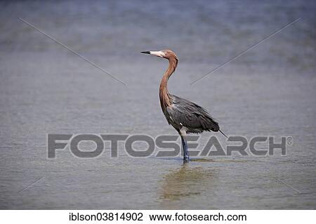"Reddish Egret (Egretta rufescens), foraging in water, Sanibel Iceland, Florida, USA" View Large Photo Image Stock Image - "Reddish Egret (Egretta rufescens), foraging in water, Sanibel Iceland, Florida, USA". Fotosearch