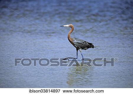 "Reddish Egret (Egretta rufescens), foraging in water, Sanibel Iceland, Florida, USA" View Large Photo Image Stock Photo - "Reddish Egret (Egretta rufescens), foraging in water, Sanibel Iceland, Florida, USA". Fotosearch