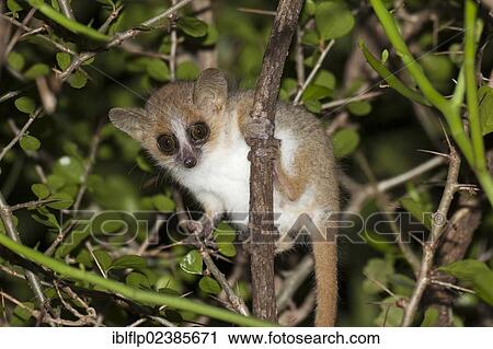 "Reddish-grey Mouse Lemur (Microcebus griseorufus), adult, clinging to branch at night, Berenty Reserve, Madagascar, Africa" View Large Photo Image Stock Image - "Reddish-grey Mouse Lemur (Microcebus griseorufus), adult, clinging to branch at night, Berenty Reserve, Madagascar, Africa". Fotosearch