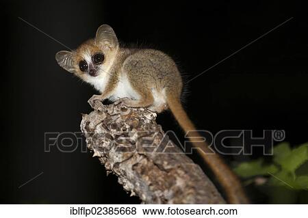 Stock Photo - "Reddish-grey Mouse Lemur (Microcebus griseorufus), adult, sitting on branch at night, Berenty Reserve, Madagascar, Africa". Fotosearch