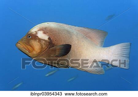"Redmouth grouper (Aethaloperca rogaa), Makadi Bay, Red Sea, Hurghada, Egypt, Africa" View Large Photo Image Stock Image - "Redmouth grouper (Aethaloperca rogaa), Makadi Bay, Red Sea, Hurghada, Egypt, Africa". Fotosearch