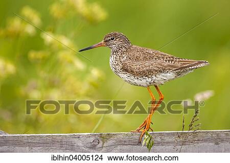 "Redshank (Tringa totanus), breeding plumage, calling, Texel, The Netherlands, Europe" View Large Photo Image Picture - "Redshank (Tringa totanus), breeding plumage, calling, Texel, The Netherlands, Europe". Fotosearch