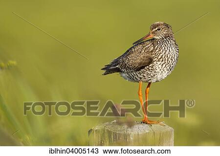 "Redshank (Tringa totanus), breeding plumage, calling, Texel, The Netherlands, Europe" View Large Photo Image Stock Image - "Redshank (Tringa totanus), breeding plumage, calling, Texel, The Netherlands, Europe". Fotosearch