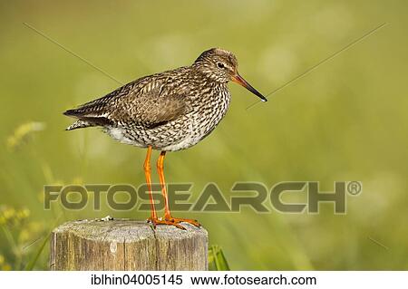 "Redshank (Tringa totanus), breeding plumage, calling, Texel, The Netherlands, Europe" View Large Photo Image Stock Photography - "Redshank (Tringa totanus), breeding plumage, calling, Texel, The Netherlands, Europe". Fotosearch