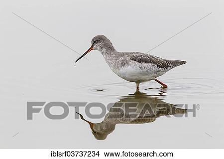 Picture - "Redshank (Tringa totanus), Fehmarn Island, Schleswig-Holstein, Germany, Europe". Fotosearch