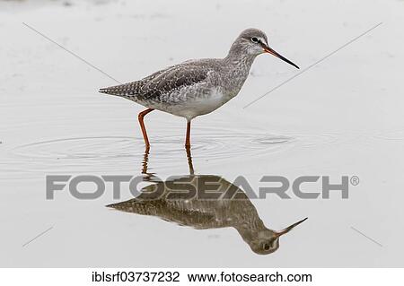 "Redshank (Tringa totanus), Fehmarn Island, Schleswig-Holstein, Germany, Europe" View Large Photo Image Stock Image - "Redshank (Tringa totanus), Fehmarn Island, Schleswig-Holstein, Germany, Europe". Fotosearch