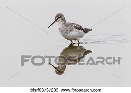 "Redshank (Tringa totanus), Fehmarn Island, Schleswig-Holstein, Germany, Europe" View Large Photo Image Stock Image - "Redshank (Tringa totanus), Fehmarn Island, Schleswig-Holstein, Germany, Europe". Fotosearch