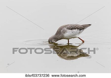 Stock Photograph - "Redshank (Tringa totanus), Fehmarn Island, Schleswig-Holstein, Germany, Europe". Fotosearch