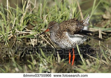 Stock Photograph - "Redshank (Tringa totanus), Lower Saxony, Germany, Europe". Fotosearch