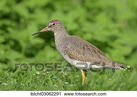 "Redshank (Tringa totanus), North Rhine-Westphalia, Germany, Europe" View Large Photo Image Stock Image - "Redshank (Tringa totanus), North Rhine-Westphalia, Germany, Europe". Fotosearch