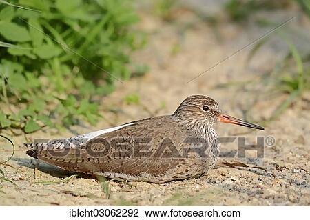 "Redshank (Tringa totanus), North Rhine-Westphalia, Germany, Europe" View Large Photo Image Stock Image - "Redshank (Tringa totanus), North Rhine-Westphalia, Germany, Europe". Fotosearch