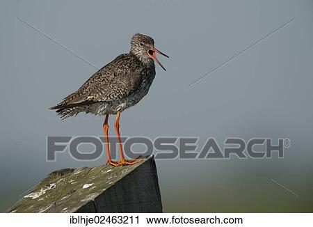 "Redshank (Tringa totanus), Texel, Texel, Texel, West Frisian Islands, province of North Holland, The Netherlands, Europe" View Large Photo Image Stock Image - "Redshank (Tringa totanus), Texel, Texel, Texel, West Frisian Islands, province of North Holland, The Netherlands, Europe". Fotosearch