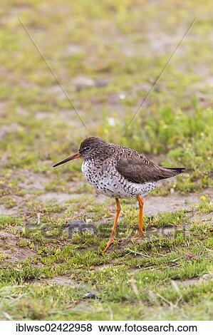 Redshank (Tringa totanus), Texel, Holland, Netherlands, Europe View Large Photo Image Stock Photo - Redshank (Tringa totanus), Texel, Holland, Netherlands, Europe. Fotosearch