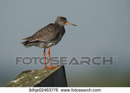 "Redshank (Tringa totanus), Texel, Texel, West Frisian Islands, province of North Holland, The Netherlands, Europe" View Large Photo Image Stock Photograph - "Redshank (Tringa totanus), Texel, Texel, West Frisian Islands, province of North Holland, The Netherlands, Europe". Fotosearch