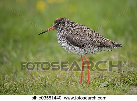 "Redshank (Tringa totanus), Texel, West Frisian Islands, province of North Holland, The Netherlands, Europe" View Large Photo Image Stock Image - "Redshank (Tringa totanus), Texel, West Frisian Islands, province of North Holland, The Netherlands, Europe". Fotosearch