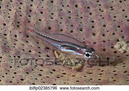 "Redspot Cardinalfish (Apogon franssedai), adult, resting on sponge at night, Farondi Island, Raja Ampat Islands, Four Kings, West Papua, New Guinea, Indonesia, Southeast Asia, Asia" View Large Photo Image Stock Photograph - "Redspot Cardinalfish (Apogon franssedai), adult, resting on sponge at night, Farondi Island, Raja Ampat Islands, Four Kings, West Papua, New Guinea, Indonesia, Southeast Asia, Asia". Fotosearch