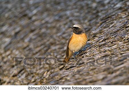 "Redstart or Common Redstart (Phoenicurus phoenicurus), male, Heringsdorf, Usedom, Mecklenburg-Western Pomerania, Germany, Europe" View Large Photo Image Stock Image - "Redstart or Common Redstart (Phoenicurus phoenicurus), male, Heringsdorf, Usedom, Mecklenburg-Western Pomerania, Germany, Europe". Fotosearch