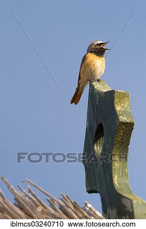 Stock Image - "Redstart or Common Redstart (Phoenicurus phoenicurus), male, singing, Ostseebad Heringsdorf, Usedom, Mecklenburg-Western Pomerania, Germany, Europe". Fotosearch