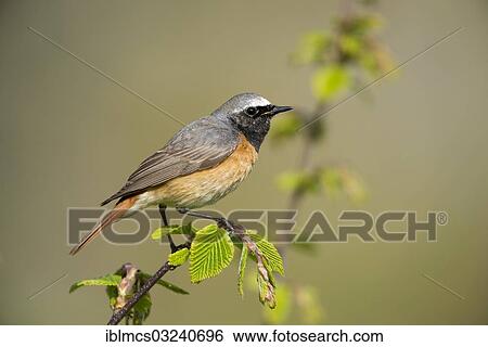 "Redstart or Common Redstart (Phoenicurus phoenicurus), male, Heringsdorf, Usedom, Mecklenburg-Western Pomerania, Germany, Europe" View Large Photo Image Stock Photograph - "Redstart or Common Redstart (Phoenicurus phoenicurus), male, Heringsdorf, Usedom, Mecklenburg-Western Pomerania, Germany, Europe". Fotosearch