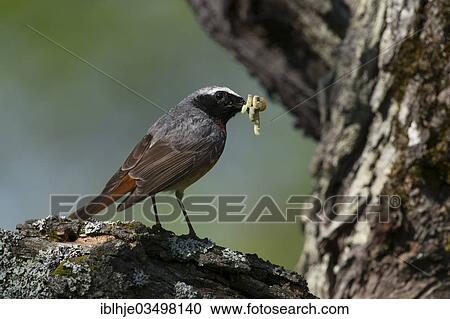 "Redstart (Phoenicurus phoenicurus), Bitburg, Rhineland-Palatinate, Germany, Europe" View Large Photo Image Stock Image - "Redstart (Phoenicurus phoenicurus), Bitburg, Rhineland-Palatinate, Germany, Europe". Fotosearch
