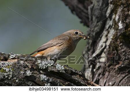 Stock Image - "Redstart (Phoenicurus phoenicurus), Bitburg, Rhineland-Palatinate, Germany, Europe". Fotosearch