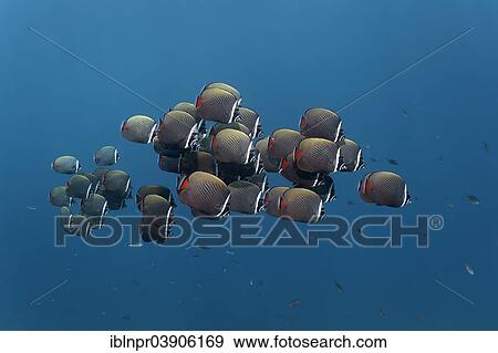 "Redtail Butterflyfish (Chaetodon collare), swarm in the open sea, Lhaviyani Atoll, Indian Ocean, Maldives, Asia" View Large Photo Image Stock Photo - "Redtail Butterflyfish (Chaetodon collare), swarm in the open sea, Lhaviyani Atoll, Indian Ocean, Maldives, Asia". Fotosearch