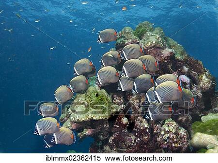 "Redtail butterflyfish (Chaetodon collare), Gulf of Thailand, Thailand, Asia" View Large Photo Image Stock Photography - "Redtail butterflyfish (Chaetodon collare), Gulf of Thailand, Thailand, Asia". Fotosearch
