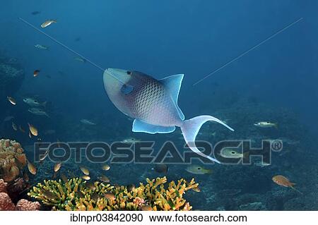"Redtoothed triggerfish (Odonus niger) over a coral reef, Dimaniyat Islands nature reserve, Al Batinah region, Oman, Asia" View Large Photo Image Stock Image - "Redtoothed triggerfish (Odonus niger) over a coral reef, Dimaniyat Islands nature reserve, Al Batinah region, Oman, Asia". Fotosearch