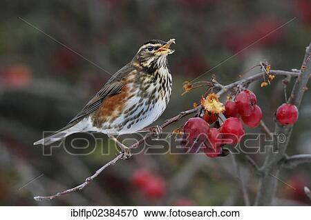 "Redwing (Turdus iliacus), adult, feeding on crabapple fruit in garden, Leicestershire, England, United Kingdom, Europe" View Large Photo Image Stock Image - "Redwing (Turdus iliacus), adult, feeding on crabapple fruit in garden, Leicestershire, England, United Kingdom, Europe". Fotosearch