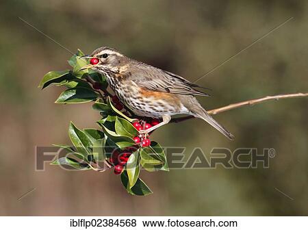 "Redwing (Turdus iliacus), adult, feeding on European Holly (Ilex aquifolium) fruit, Leicestershire, England, United Kingdom, Europe" View Large Photo Image Stock Photo - "Redwing (Turdus iliacus), adult, feeding on European Holly (Ilex aquifolium) fruit, Leicestershire, England, United Kingdom, Europe". Fotosearch